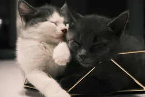 Two adorable kittens, one white and one gray, snuggled up sleeping in a basket. jigsaw puzzle