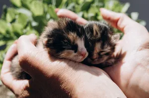 Two adorable kittens snuggled in human hands outdoors in Ukraine. Perfect for animal lovers. jigsaw puzzle