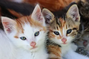 Close-up of ginger and tabby kittens with soft fur and curious expressions. jigsaw puzzle