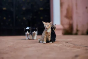 A close-up of three kittens exploring a pavement in Yaoundé, Cameroon. jigsaw puzzle