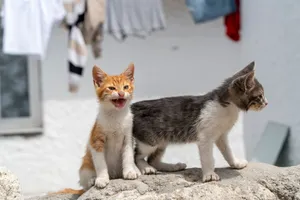 Two adorable kittens playing on a wall in İzmir, Türkiye. Perfect capture of feline curiosity. jigsaw puzzle