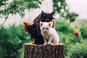 Adorable group of kittens sitting on a tree stump in a lush garden, showcasing their vibrant fur colors. jigsaw puzzle
