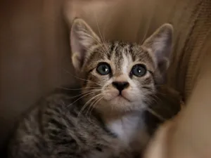 Adorable tabby kitten with bright eyes peeking from a cozy spot indoors. jigsaw puzzle