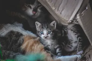Cute kittens with tabby fur snuggled inside a cardboard box, showcasing their playful and curious nature. jigsaw puzzle