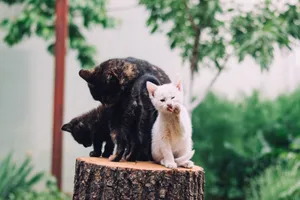 Two kittens and their mother cat sit on a tree stump, surrounded by lush greenery. jigsaw puzzle