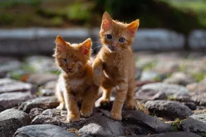 Two adorable ginger kittens playfully pose on a sunlit cobbled street. jigsaw puzzle