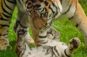 A beautiful moment captured between a mother tiger and her playful cub in the wilderness. jigsaw puzzle