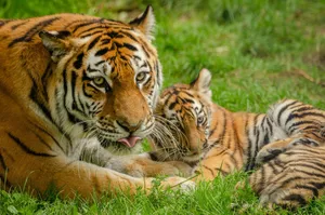 A Bengal tiger and its cub relax together in lush greenery, embodying wild beauty. jigsaw puzzle