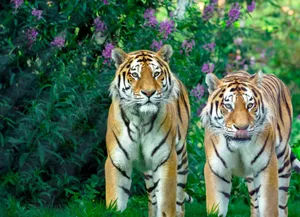 Two Bengal tigers standing in vibrant greenery with wildflowers. Captivating wildlife imagery. jigsaw puzzle