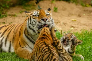 A tigress lovingly playing with her energetic cubs on a sunny day in the wild. jigsaw puzzle