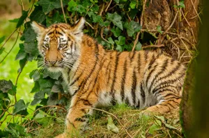 Young tiger cub with striking stripes resting amidst lush greenery in the jungle. A captivating wildlife portrait. jigsaw puzzle