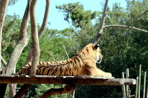 A majestic Bengal tiger lounges on a sunny wooden platform amidst lush greenery. jigsaw puzzle