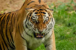 Close-up of a fierce tiger showcasing its powerful stance and majestic stripes. jigsaw puzzle
