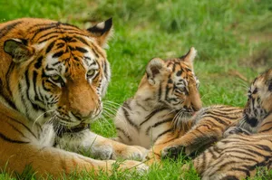 A majestic tiger with her cub in a lush, green jungle setting. jigsaw puzzle