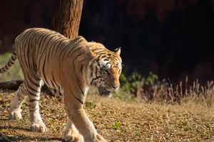 A Bengal tiger prowls in its natural habitat, surrounded by foliage. jigsaw puzzle
