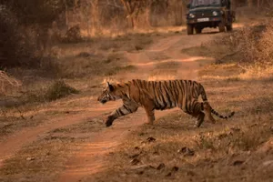 A Bengal tiger gracefully crosses a dirt path in a forest, showcasing the wild beauty of nature. jigsaw puzzle