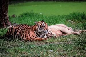 Bengal tiger resting in lush green setting, showcasing natural beauty. jigsaw puzzle