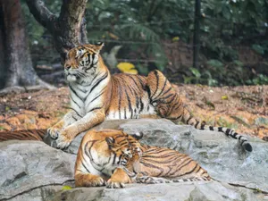 Two Bengal tigers resting on a rock in a zoo exhibit, showcasing natural behavior and habitat. jigsaw puzzle