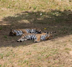 Two Bengal tigers peacefully sleeping on the grass under dappled sunlight, showcasing wildlife tranquility. jigsaw puzzle