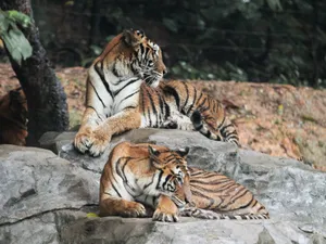 Two tigers relaxing on rocks in natural habitat, showcasing their majestic stripes. jigsaw puzzle