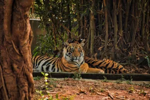 A Bengal tiger relaxing amidst the lush greenery of an Indian forest. jigsaw puzzle