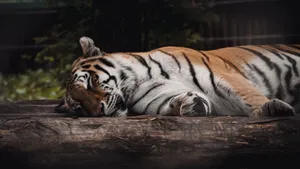 Beautiful Bengal tiger resting peacefully on a log in a serene outdoor setting. jigsaw puzzle