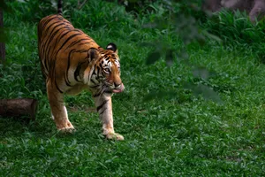 Majestic Bengal tiger prowling through the greenery of Bengaluru, India, showcasing its powerful presence. jigsaw puzzle