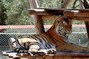 A Bengal tiger lounges peacefully on a wooden platform in its natural habitat. jigsaw puzzle