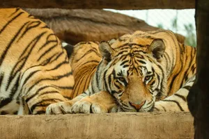 Close-up photo of Bengal tigers resting, showcasing their majestic beauty and power. jigsaw puzzle