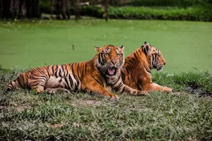 Two Bengal tigers lounging by lush grass, showcasing their majestic presence in the wild. jigsaw puzzle