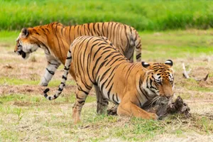 Two Bengal tigers roam freely in the wilderness, showcasing their grace and strength. jigsaw puzzle