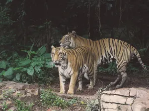 Two tigers standing in a lush, green jungle, showcasing their majestic presence and striking stripes. jigsaw puzzle