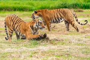 Two majestic tigers roam a grassy field, displaying their natural beauty and power. jigsaw puzzle