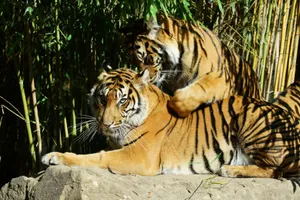 Two Sumatran tigers playfully engage in a bamboo grove, basking in the sunlight. jigsaw puzzle