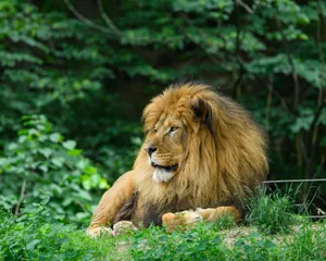 A serene lion rests amid lush greenery, showcasing its regal mane and natural habitat. jigsaw puzzle