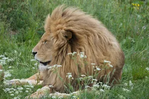 A regal lion with a lush mane sits peacefully amidst vibrant green grass. jigsaw puzzle