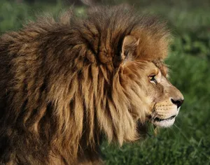Close-up of a majestic lion in profile view amidst lush greenery, highlighting its regal mane. jigsaw puzzle