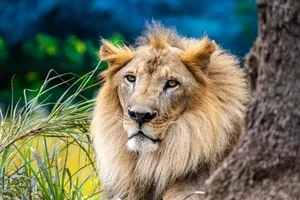 Close-up of a majestic lion resting in lush greenery offering a look into wildlife. jigsaw puzzle
