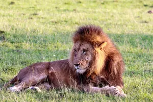 A majestic lion resting peacefully on the vibrant green grass of a safari landscape. jigsaw puzzle