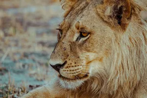 Stunning close-up of a lion, capturing its majestic demeanor in the wild. jigsaw puzzle
