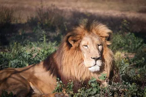 A regal African lion relaxing in a grassy savannah setting, showcasing its majestic mane. jigsaw puzzle