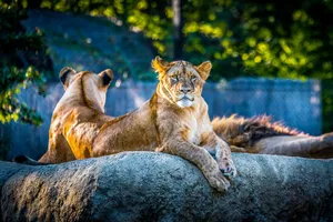 Two majestic lions basking in the sun at the Zagreb Zoo, Croatia. jigsaw puzzle