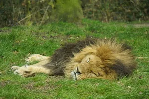 A majestic lion peacefully sleeping on green grass in sunlight, showcasing tranquility and nature. jigsaw puzzle