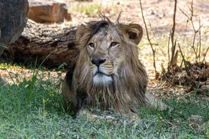 Close-up of a majestic African lion lying in grassy terrain, showcasing its mane and serene expression. jigsaw puzzle