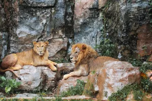Two lions lounging on rocks in a naturalistic zoo enclosure. jigsaw puzzle