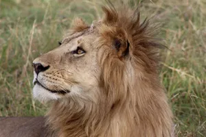 Close-up portrait of a majestic lion with a lush mane, capturing its regal essence in the wild. jigsaw puzzle