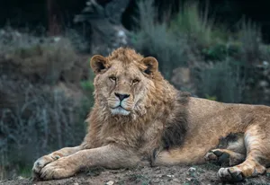 A magnificent lion lying on a hill, showcasing its regal presence in the wild. jigsaw puzzle