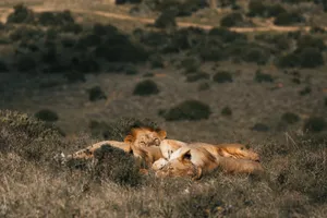 Wild lionesses and lion sleeping on meadow together in green grass in summer sunny day jigsaw puzzle