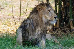 Close-up of a majestic male lion resting in grass, showcasing natural habitat and wild beauty. jigsaw puzzle