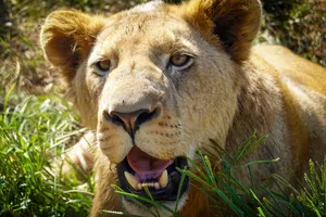 A detailed close-up photo of a lion resting in the grass, showcasing its majestic features. jigsaw puzzle